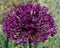 Closeup of large Ornamental Onion Flower