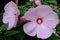 Closeup of large pink China rose or botanical name Hawaiian hibiscus