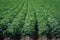 Closeup of a large potato field