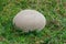 Closeup on a large Puffball mushroom , Calvatia utriformis