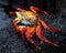 Closeup of a large red Sally Lightfoot Crab Grapsus grapsus crawling along lava rocks in the Galapagos Islands, Ecuador