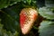 Closeup of large strawberry in the process of ripening,