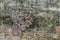 Closeup on a large tabby or grease moth, Aglossa pinguinalis sitting wood