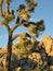 Closeup of large, tall Joshua tree against a blue desert sky with backdrop of ancient granite boulders