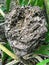 Closeup of a large termite nest in the jungles of Belize near Mo