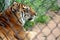 Closeup of large tiger resting on cool dirt inside pen at zoo