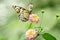 Closeup of a large tree nymph, Idea leuconoe butterfly on the delicate flowerhead of Lantana camara