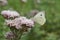 Closeup on the large white butterfly, Pieris brassicae sitting on a pink Hemp agrymony flower