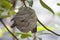 Closeup of large yellowjacket wasp nest