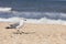 Closeup of Laughing Gull along Florida Coastline