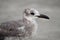 Closeup of a Laughing gull with a long black beak against a blurry background