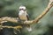 Closeup of a laughing kookaburra, Dacelo novaeguineae, kingfisher bird