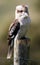 Closeup a laughing kookaburra perched on a tree trunk, a vertical shot