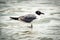 A closeup of a laughing seagull wading in the surf.