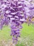 Closeup of Lavander Wisteria Blossoms