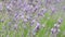Closeup lavender blooms