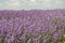 Closeup lavender bushes. Flowers of lavandula