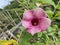 Closeup of Lavender colored Cairo Morning Glory or Ipomoea cairica Flowers