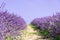 Closeup lavender field summer landscape
