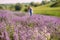 Closeup lavender flower on a field next to green hills