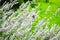 Closeup lavender flowers with bees on field, selective focus