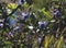 Closeup of the lavender flowers of Clerodendrum ugandense, Rotheca myricoides flowering plant