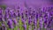 Closeup of lavender flowers field, blooming with fragrant violet