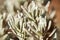 Closeup, lavender leaves in the garden, Lavandula angustifolia