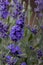 Closeup of a lavender plant