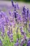 Closeup of lavender, purple tone sunlight. Fabulous magical artistic image of dream, copy space.