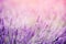 Closeup of lavender, purple tone sunlight. Fabulous magical artistic image of dream, copy space