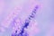 Closeup of lavender, purple tone sunlight. Fabulous magical artistic image of dream, copy space