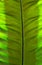 Closeup Leaf of Giant Alocasia or Giant Taro or Elephant Ear Taro