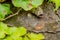 Closeup of leaf hopper moth under leaf of ivy