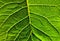 Closeup, Leaf, Poinsettia, Green, Distinct veins