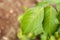 Closeup Leaf Of The Starapple Tree