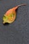 A Closeup Of A Leaf and Waterdrops