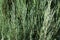 Closeup of leafage of Juniperus virginiana Blue arrow
