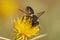 Closeup of a leafcutter bee , Megachile pilicrus sipping nectar on the flowers of   yellow star-thistle, Centaurea solstitialis