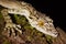 Closeup of a leaftail gecko, Saltuarius cornutus