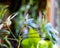 Closeup on leafy houseplant among other leafy houseplants