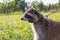 Closeup of a leashed Raccoon.