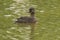 Closeup of least grebe swimming in water.