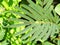 Closeup of leaves of Albizia julibrissin persian silk tree on a sunny summer day