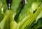 Closeup leaves Asplenium scolopendrium, known as hart`s tongue plant