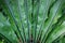 Closeup leaves Asplenium scolopendrium, known as hart`s tongue plant