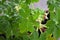 Closeup of leaves and buds of Geranium macrorrhizum