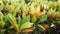 Closeup leaves of Codiaeum variegatum or Garden Croton Petra in Garden as background