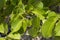 Closeup leaves of deadly manchineel tree