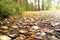 Closeup of leaves on a fall dirt road